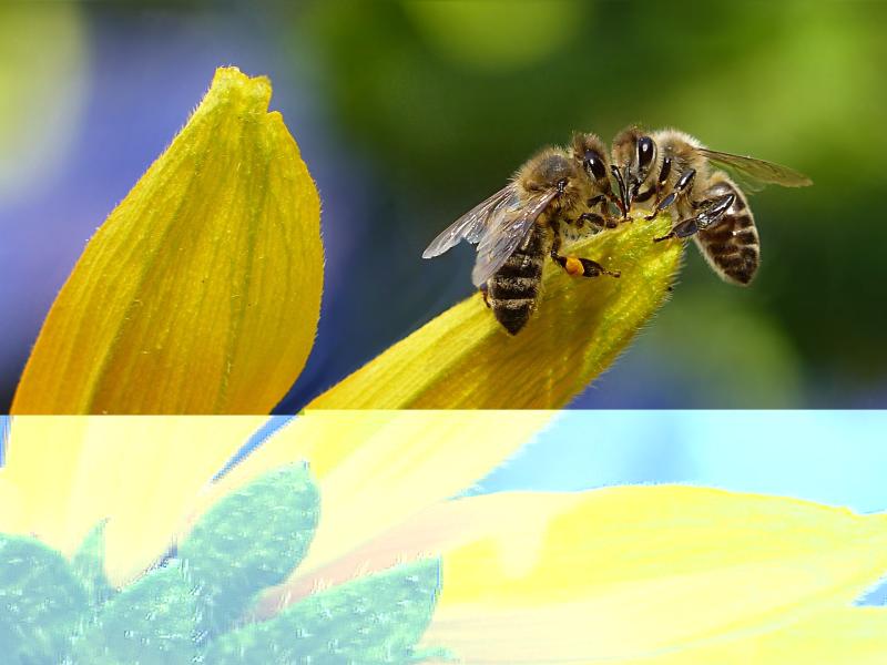 Collecte gratuite des essaims d'abeilles